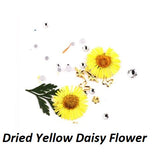 Dried Daisy Flower/6 colors/Set