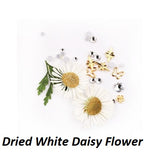Dried Daisy Flower/6 colors/Set